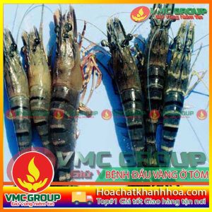 BỆNH ĐẦU VÀNG Ở TÔM