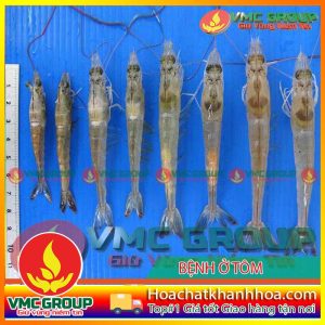BỆNH DO VI BÀO TỬ TRÙNG MICROSPORIDIAN