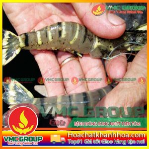 BỆNH ĐÓNG RONG ĐÓNG NHỚT TRÊN TÔM