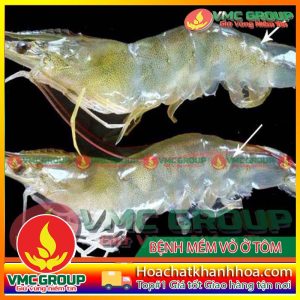 BỆNH MỀM VỎ Ở TÔM