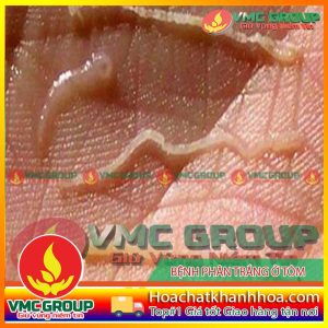 BỆNH PHÁT SÁNG Ở TÔM