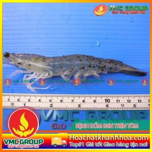 BỆNH RỤNG RÂU,MÒN ĐUÔI, PHỒNG ĐUÔI,ĐỐM ĐEN,ĐỐM NÂU Ở TÔM