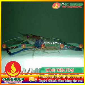 BỆNH VIRUS GÂY HOẠI TỬ DƯỚI VỎ VÀ CƠ QUAN TẠO MÁU (IHHNV) TRÊN TÔM