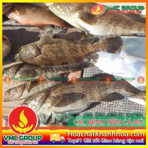 CÁC BỆNH THÔNG THƯỜNG Ở CÁ MÚ