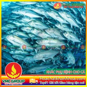 CÁC BỆNH THƯỜNG GẶP Ở CÁ