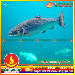 CÁC BỆNH THƯỜNG GẶP Ở CÁ HỒI