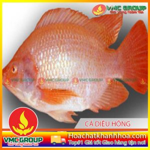 CÁCH PHÒNG TRỊ BỆNH CHO CÁ DIÊU HỒNG