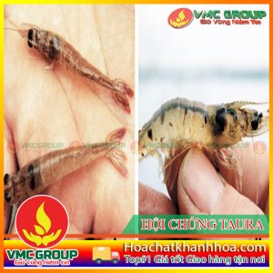HỘI CHỨNG TAURA-TSV TAURA SYNDROME VIRUS-