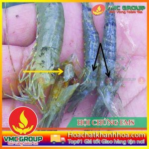 HỘI THẢO VỀ CÁC BỆNH TÔM TẠI HỘI NGHỊ NUÔI TRỒNG THỦY SẢN HOA KỲ 2018