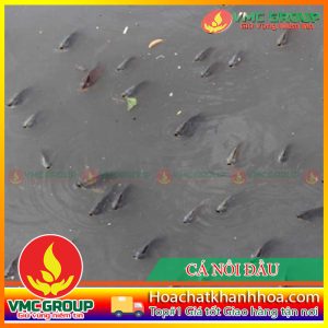 LÀM GÌ KHI CÁ NUÔI TRÚNG ĐỘC NỔI ĐẦU?