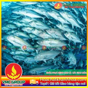 MỘT SỐ BIỆN PHÁP PHÒNG BỆNH CHO CÁ BIỂN NUÔI LỒNG BÈ