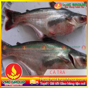 MỘT SỐ BỆNH THƯỜNG GẶP VÀ CÁCH PHÒNG TRỊ KHI NUÔI CÁ TRA VÀ CÁ BASA TRONG BÈ