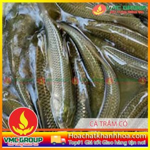 PHÒNG TRỊ BỆNH CÁ TRẮM CỎ