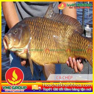 PHÒNG TRỊ BỆNH CHO CÁ CHÉP