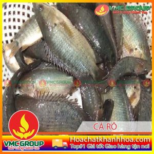 TÁC NHÂN GÂY BỆNH ĐEN THÂN Ở CÁ RÔ ĐỒNG NUÔI THÂM CANH