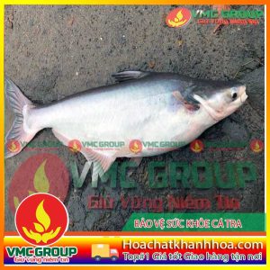 TRỊ BỆNH CỤT VÂY ,CỤT ĐUÔI CÁ BASA NUÔI TRONG BÈ