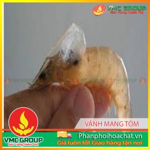 VẢNH MANG,BỆNH MỚI TÔM XUẤT HIỆN Ở TRÀ VINH